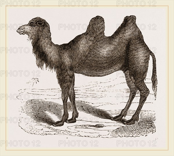 Bactrian Camel