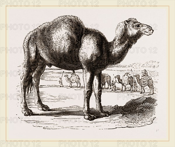 Camel