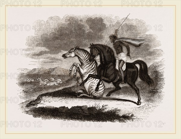 Burchell's Zebra