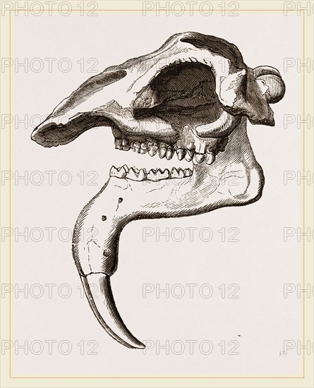 Skull of Dinotherium