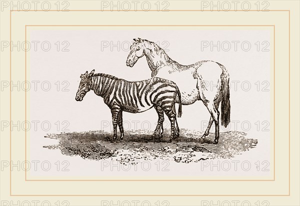 Zebra