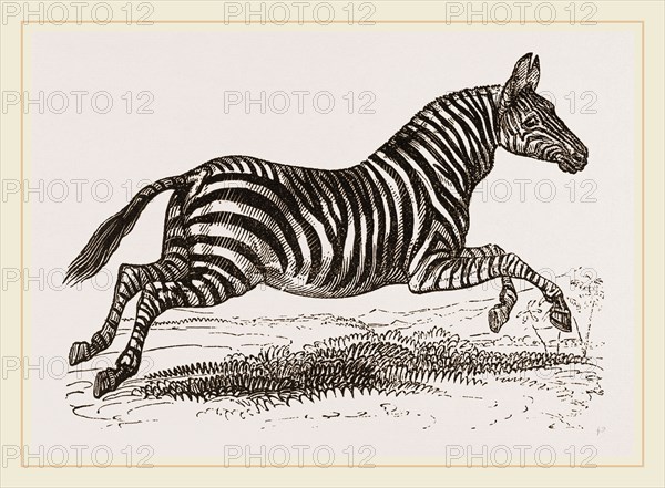 Zebra