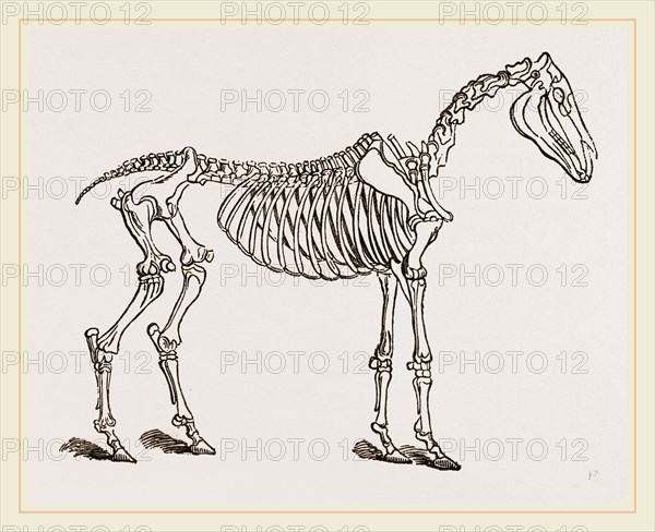 Skeleton of Horse