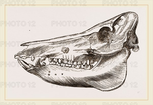 Skull of the Ilog