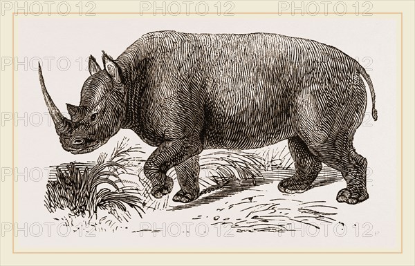 Two-horned Rhinoceros