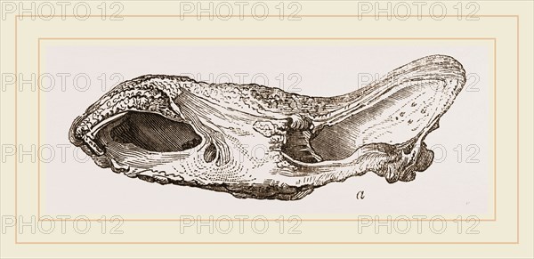 Skull of Fossil Rhinoceros