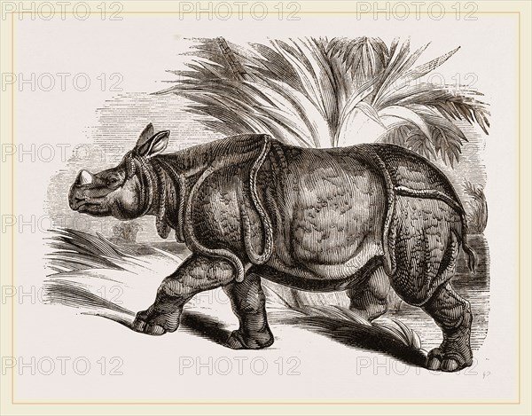 Indian Rhinoceros