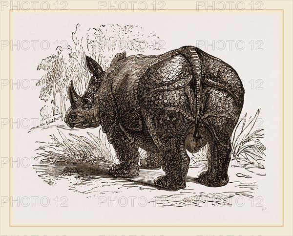 Indian Rhinoceros