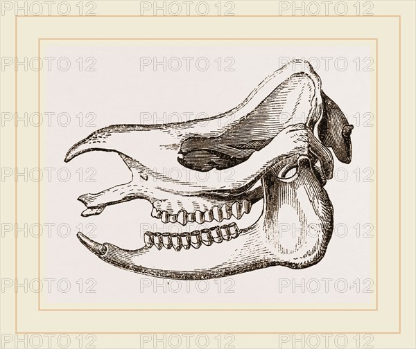 Skull of Javanese Rhinoceros