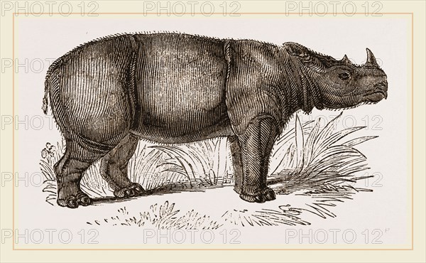 Sumatran Rhinoceros