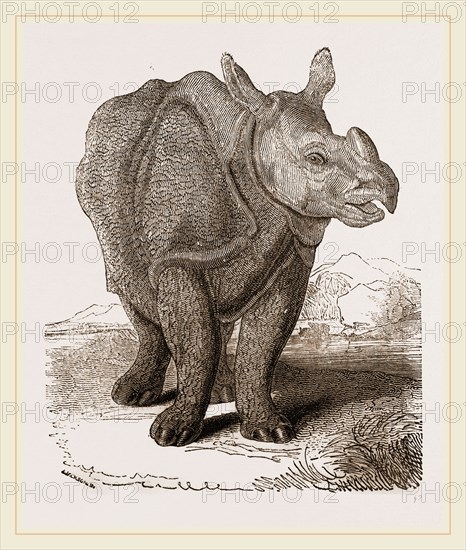 Indian Rhinoceros