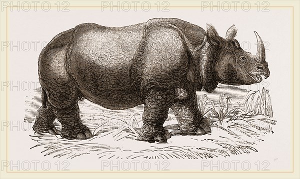 Rhinoceros