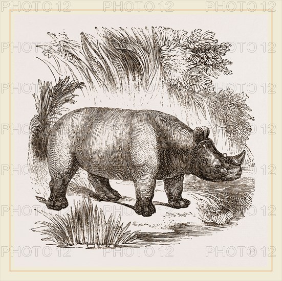 African Rhinoceros