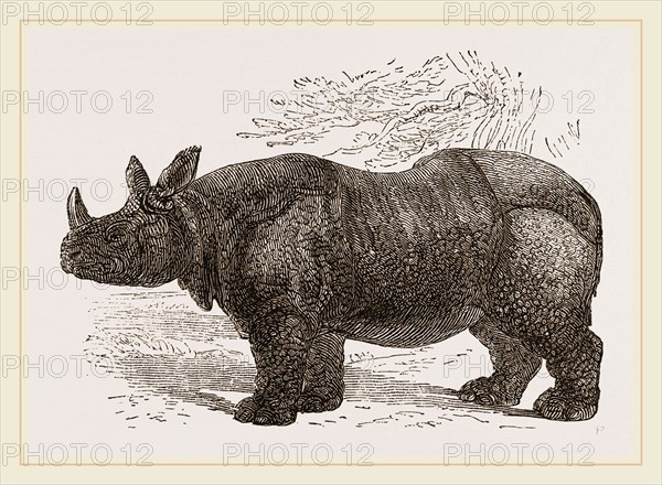 Indian Rhinoceros