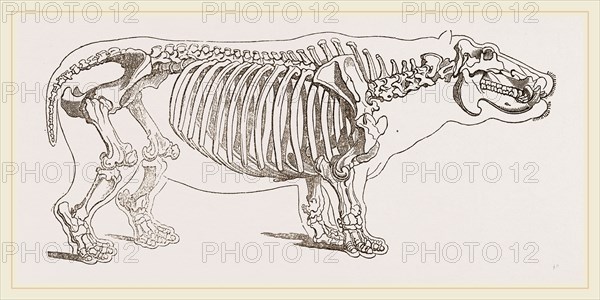 Skeleton of hippopotamus