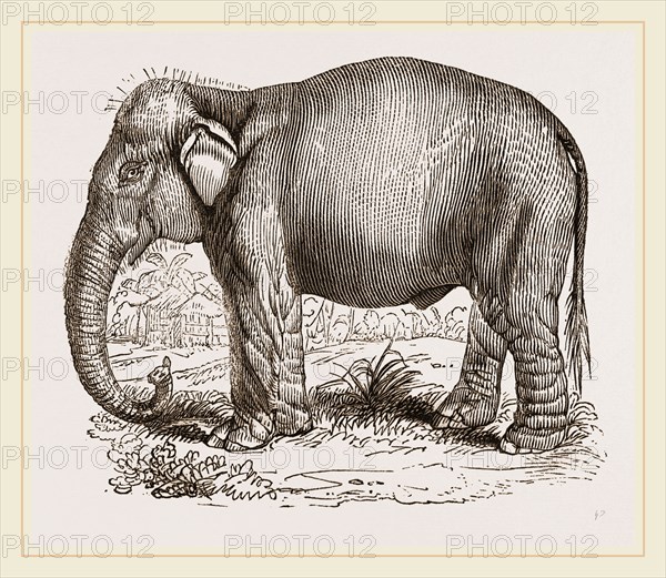 Indian Elephant