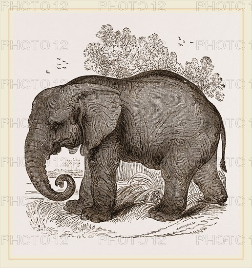 African Elephant