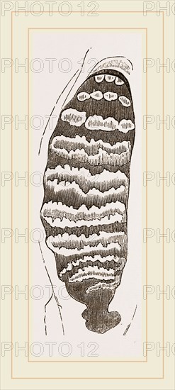 Teeth of African Elephant