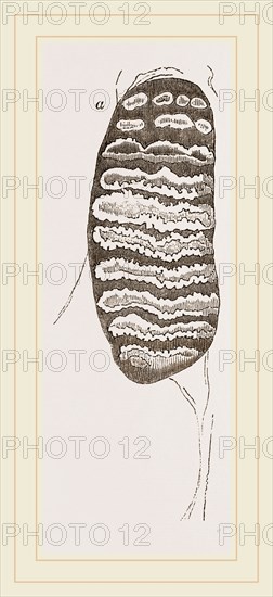 Teeth of African Elephant