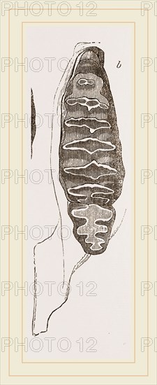 Teeth of African Elephant