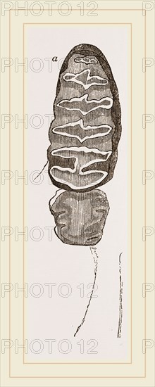 Teeth of African Elephant