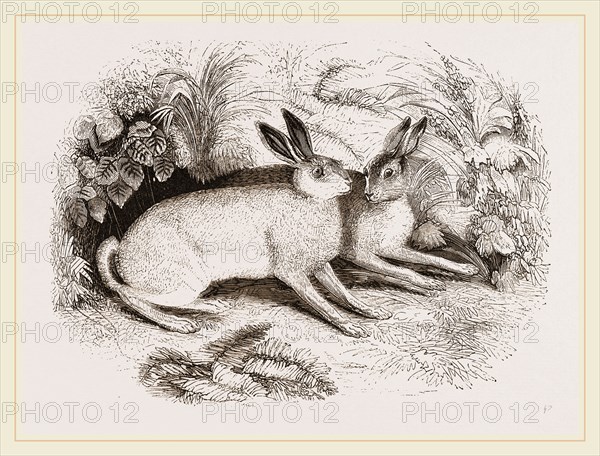 Syrian Hare