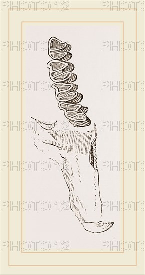 Teeth of Guinea Pig