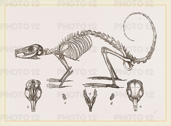 Skeleton and Skull of Cavier's Lagotis