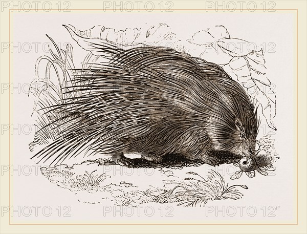 Common Porcupine