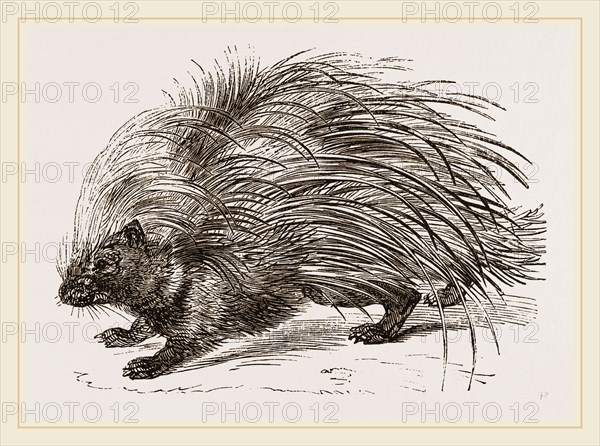 Common Porcupine