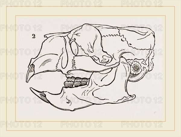 Skull of Common Porcupine