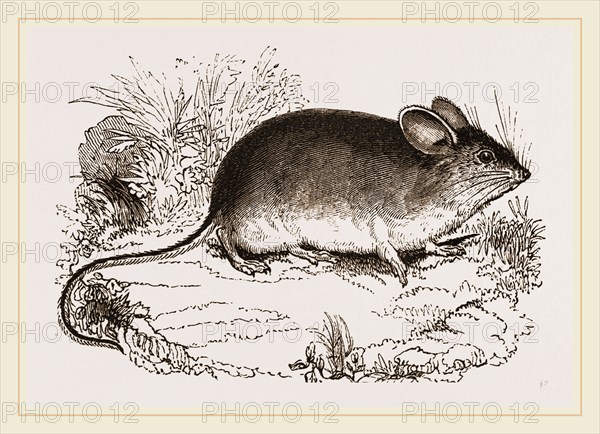 Darwin's Mouse