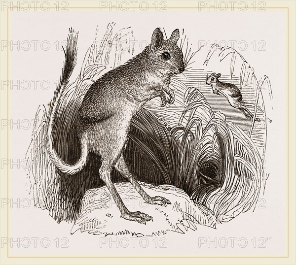 Dark Banded Jerboa