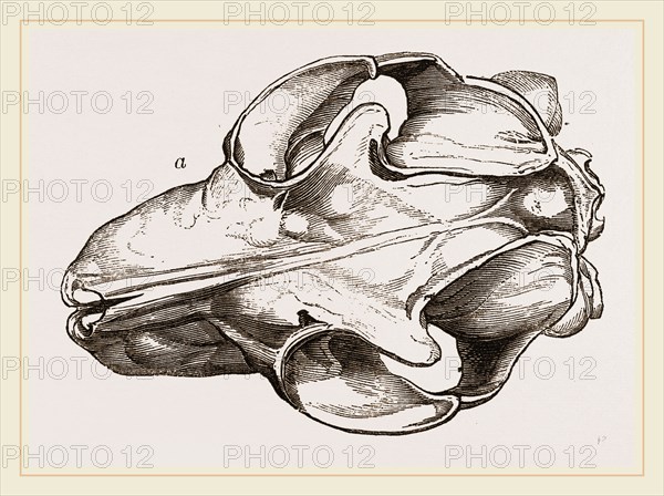 Skull of Galeopithecus Temminckii