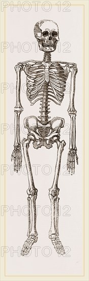 Skeleton of Man