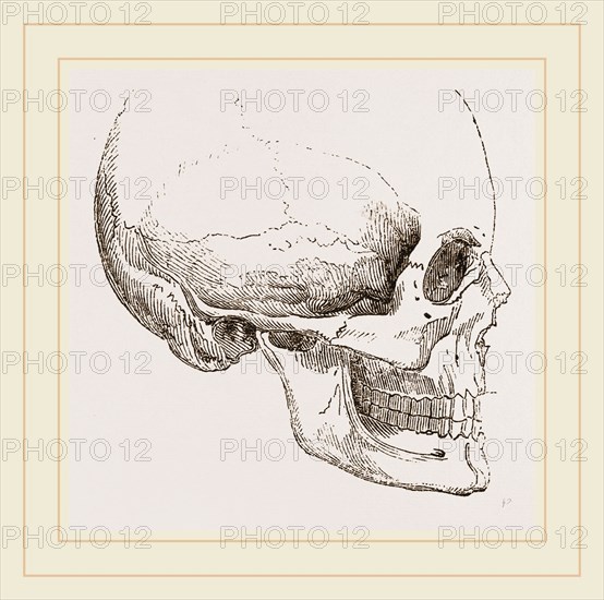 Human Skull