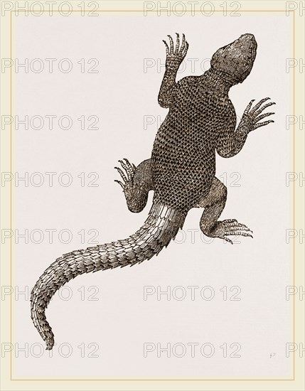 Spiny Agama