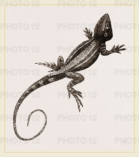 Muricated Lizard
