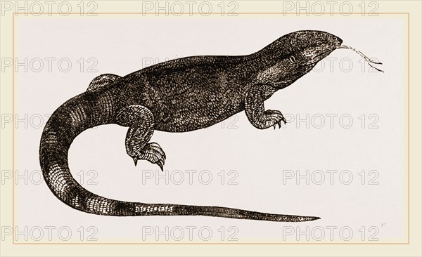 White-throated Varan