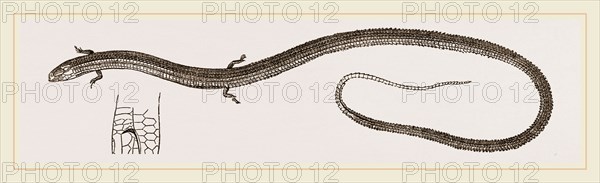 Four-toed Snake-Lizard
