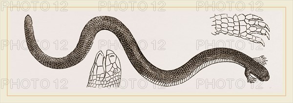 Channelled Chirotes