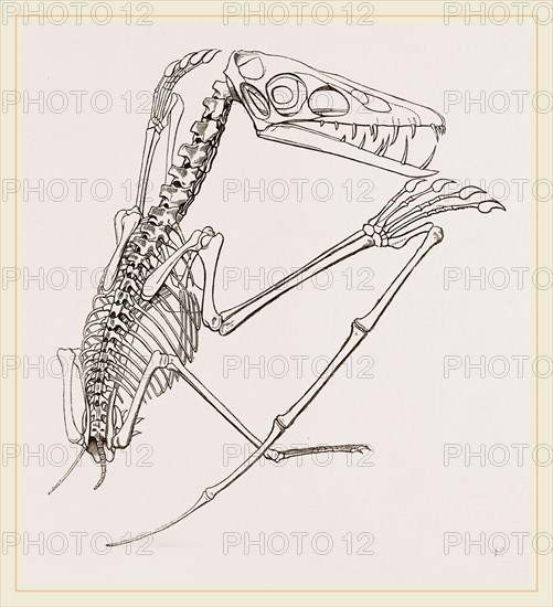 Thick-muzzled Pterodactyle restored