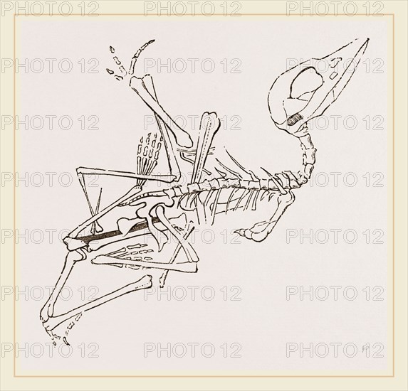 Short-muzzled Pterodactyle