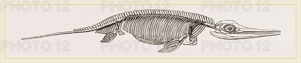 Ichthyosaurus