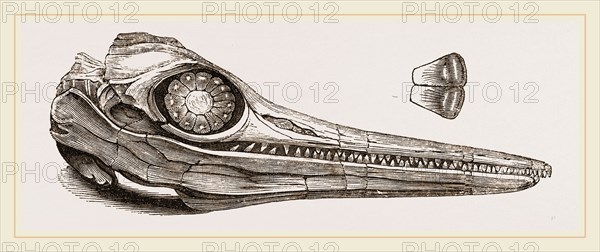 Upper Skull of Ichthyosaurus