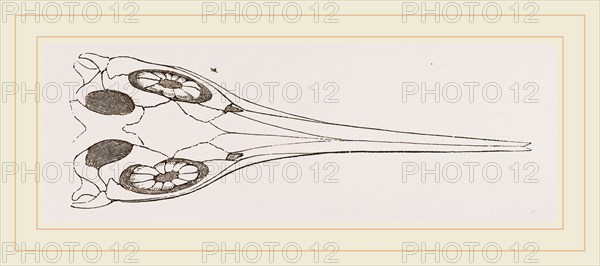 Upper Skull of Ichthyosaurus