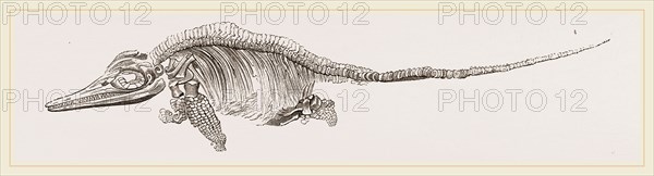 Ichthyosaurus