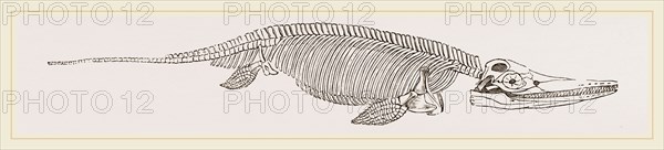 Ichthyosaurus
