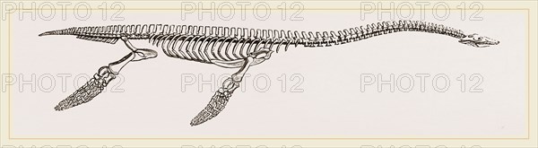 Skeleton of Plesiosaurus restored