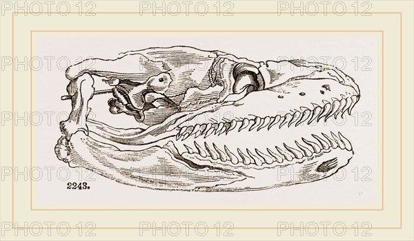 Skull of Python